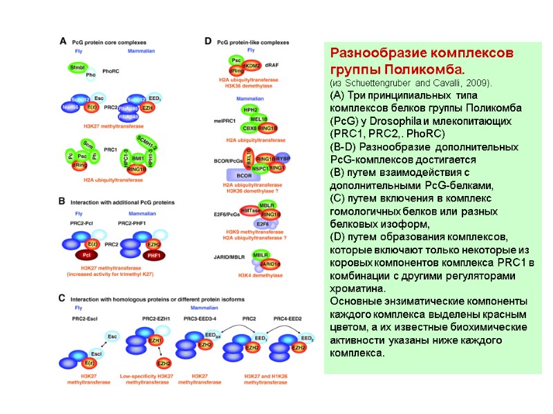 Разнообразие комплексов группы Поликомба.  (из Schuettengruber and Cavalli, 2009). (A) Три принципиальных типа